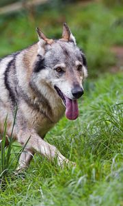 Preview wallpaper wolf, protruding tongue, predator, grass, wild