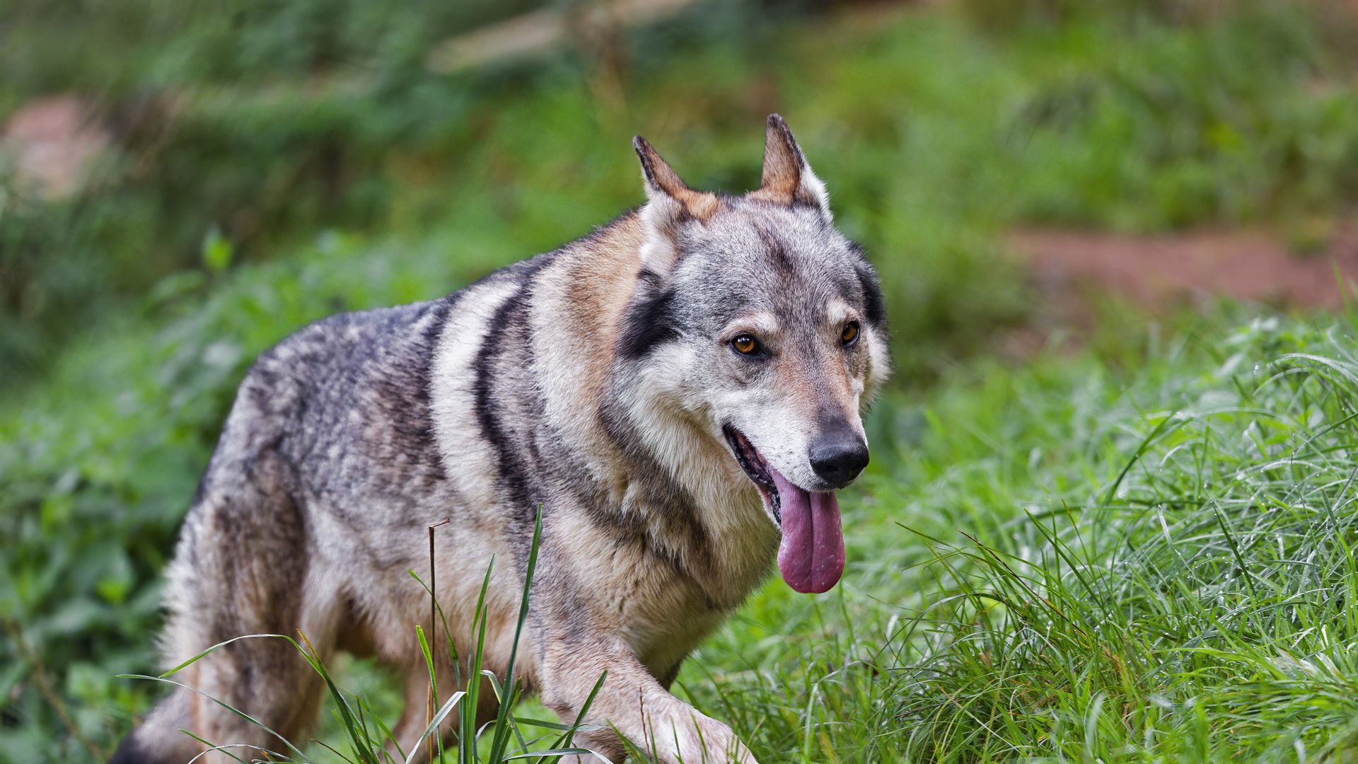 Download wallpaper 1920x1080 wolf, protruding tongue, predator, grass ...