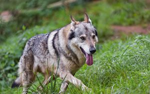 Preview wallpaper wolf, protruding tongue, predator, grass, wild