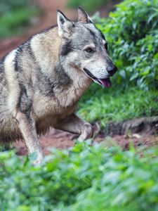 Preview wallpaper wolf, protruding tongue, predator, wild, grass, slope