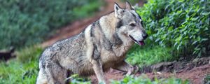 Preview wallpaper wolf, protruding tongue, predator, wild, grass, slope