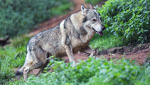 Preview wallpaper wolf, protruding tongue, predator, wild, grass, slope