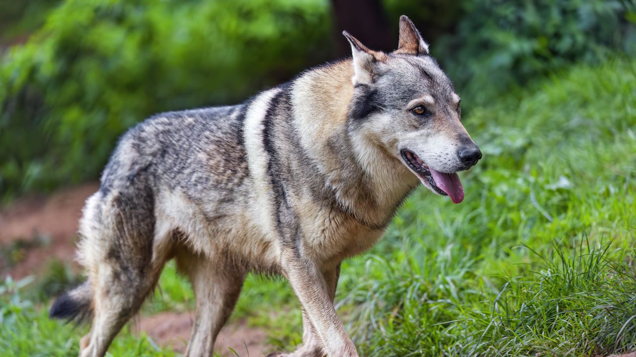 Wallpaper wolf, protruding tongue, predator, wild, grass, animal