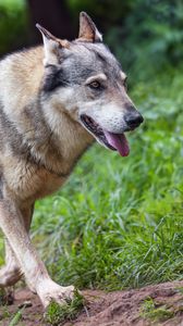 Preview wallpaper wolf, protruding tongue, predator, wild, grass, animal