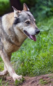 Preview wallpaper wolf, protruding tongue, predator, wild, grass, animal