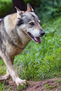 Preview wallpaper wolf, protruding tongue, predator, wild, grass, animal
