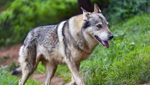 Preview wallpaper wolf, protruding tongue, predator, wild, grass, animal