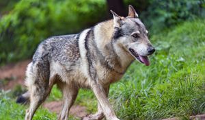 Preview wallpaper wolf, protruding tongue, predator, wild, grass, animal