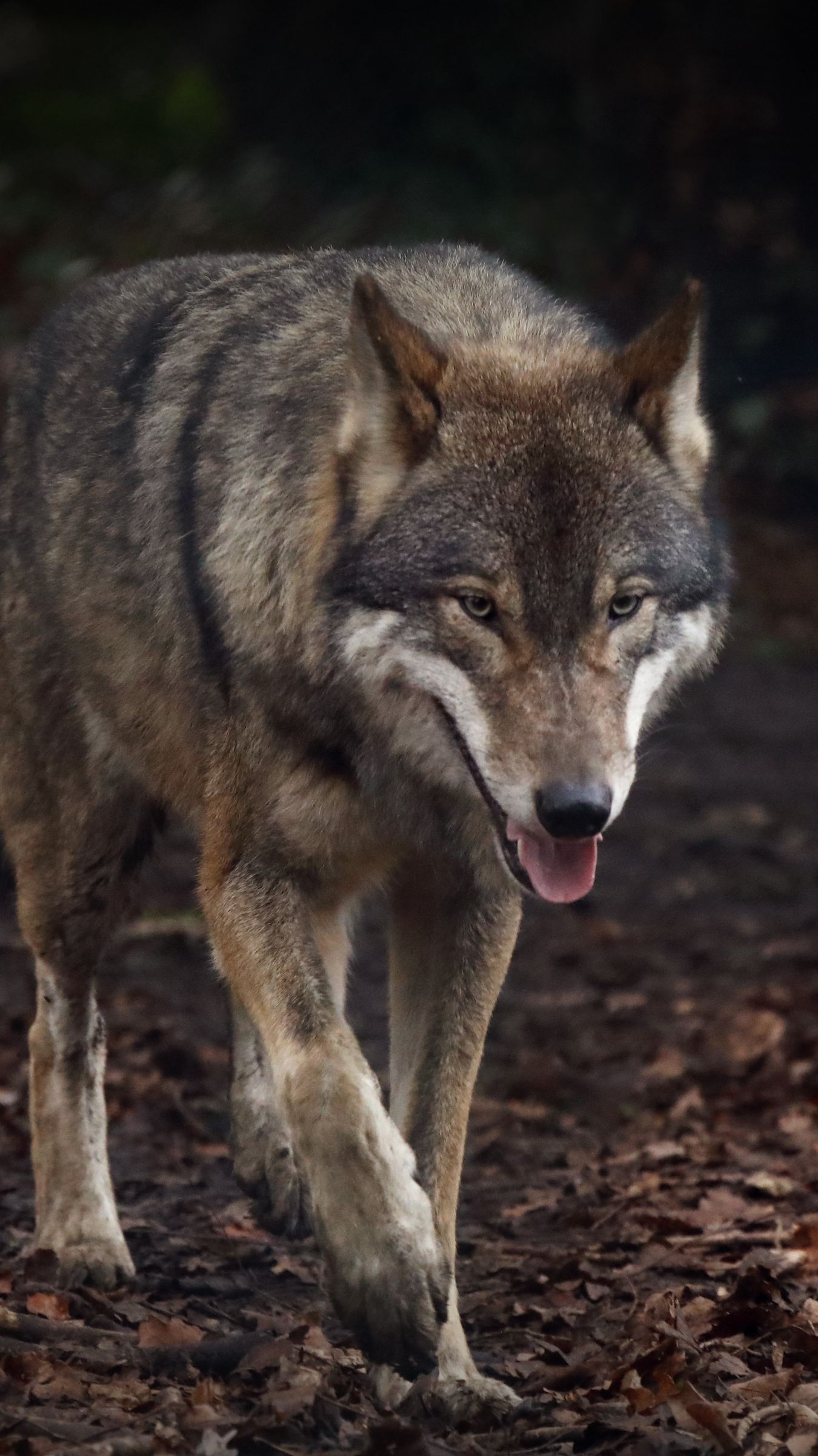 Download wallpaper 1350x2400 wolf, protruding tongue, predator iphone 8 ...