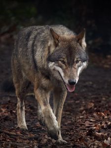 Preview wallpaper wolf, protruding tongue, predator