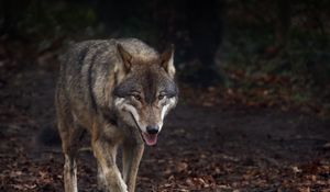 Preview wallpaper wolf, protruding tongue, predator