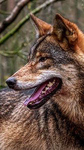 Preview wallpaper wolf, protruding tongue, predator, forest