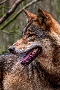 Preview wallpaper wolf, protruding tongue, predator, forest
