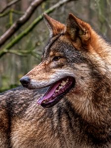 Preview wallpaper wolf, protruding tongue, predator, forest