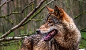 Preview wallpaper wolf, protruding tongue, predator, forest