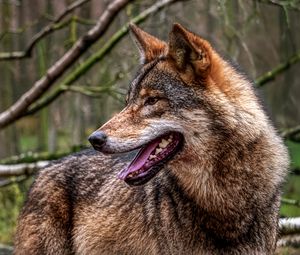 Preview wallpaper wolf, protruding tongue, predator, forest