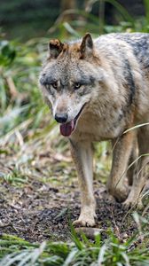 Preview wallpaper wolf, protruding tongue, predator, muzzle