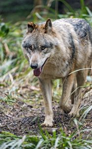 Preview wallpaper wolf, protruding tongue, predator, muzzle