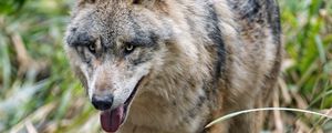Preview wallpaper wolf, protruding tongue, predator, muzzle