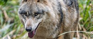 Preview wallpaper wolf, protruding tongue, predator, muzzle