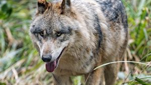 Preview wallpaper wolf, protruding tongue, predator, muzzle