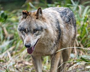 Preview wallpaper wolf, protruding tongue, predator, muzzle