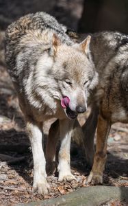 Preview wallpaper wolf, protruding tongue, predator, wild