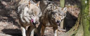 Preview wallpaper wolf, protruding tongue, predator, wild