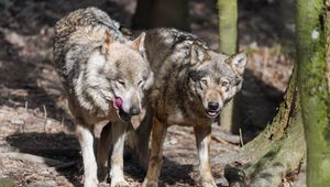 Preview wallpaper wolf, protruding tongue, predator, wild