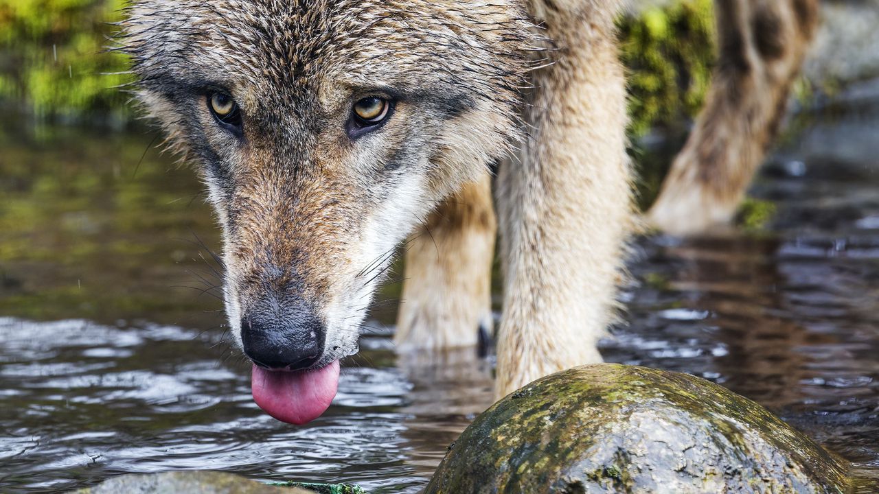 Wallpaper wolf, protruding tongue, predator, wild, stones, water