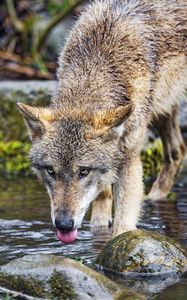 Preview wallpaper wolf, protruding tongue, predator, wild, stones, water