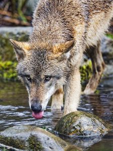 Preview wallpaper wolf, protruding tongue, predator, wild, stones, water