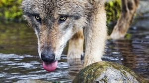 Preview wallpaper wolf, protruding tongue, predator, wild, stones, water