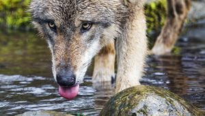 Preview wallpaper wolf, protruding tongue, predator, wild, stones, water