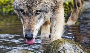 Preview wallpaper wolf, protruding tongue, predator, wild, stones, water