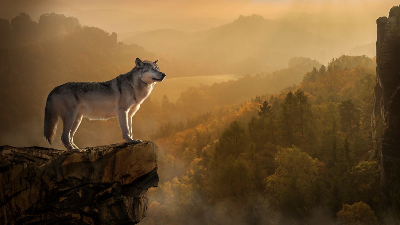 Wallpaper wolf, rock, precipice, predator