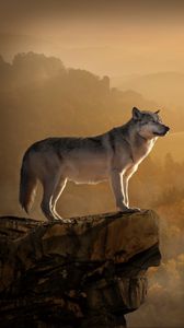 Preview wallpaper wolf, rock, precipice, predator