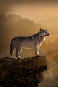 Preview wallpaper wolf, rock, precipice, predator