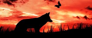 Preview wallpaper wolf, silhouette, dark, moon, clouds, butterfly