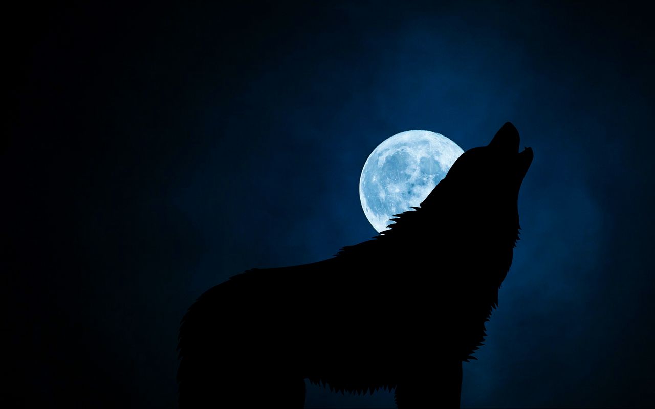 1280x800 Wallpaper wolf, silhouette, moon, night