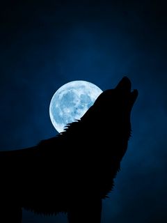 240x320 Wallpaper wolf, silhouette, moon, night