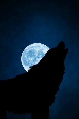 320x480 Wallpaper wolf, silhouette, moon, night