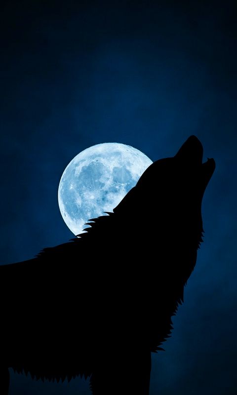 480x800 Wallpaper wolf, silhouette, moon, night