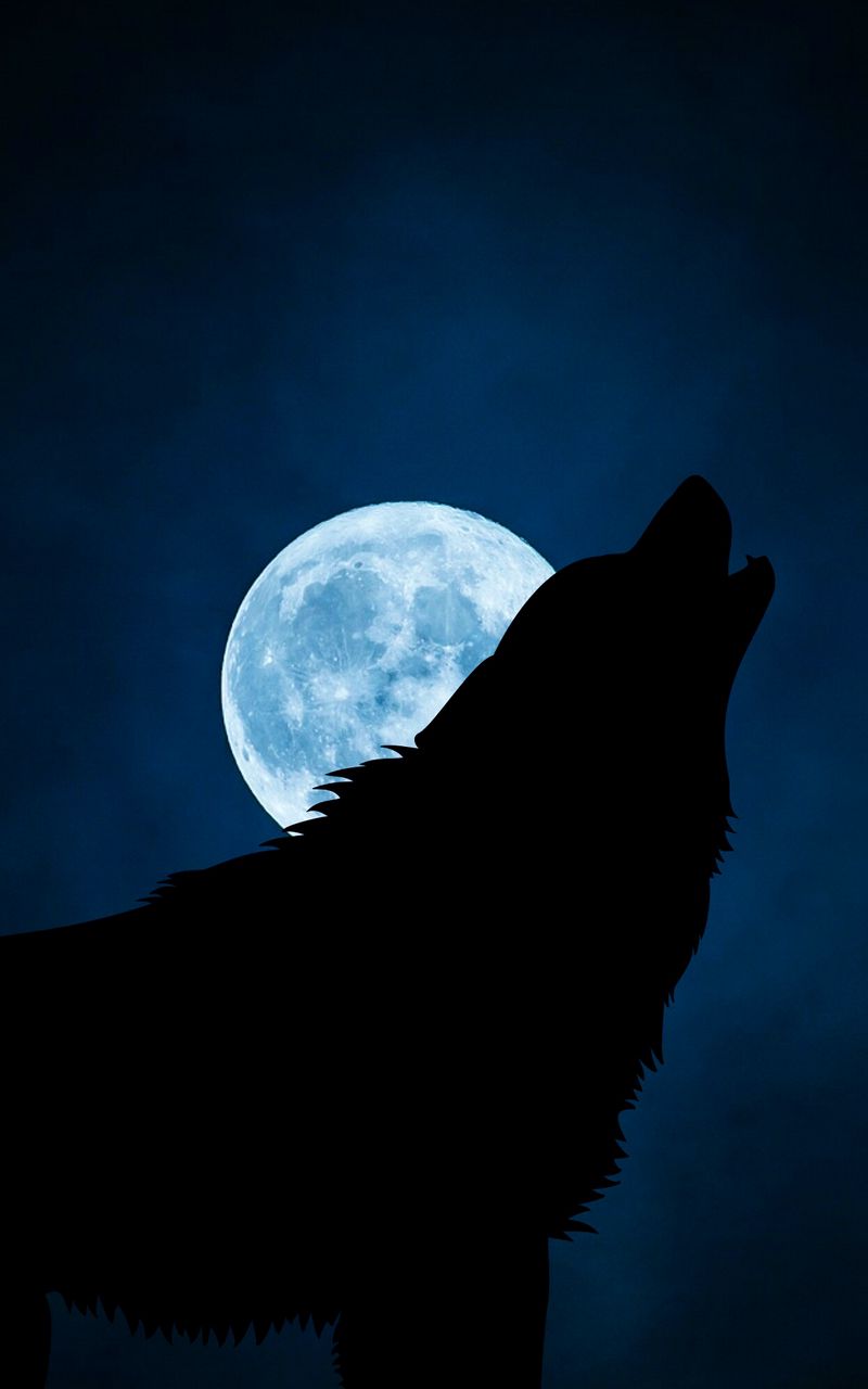800x1280 Wallpaper wolf, silhouette, moon, night