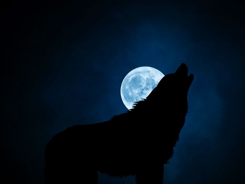 800x600 Wallpaper wolf, silhouette, moon, night