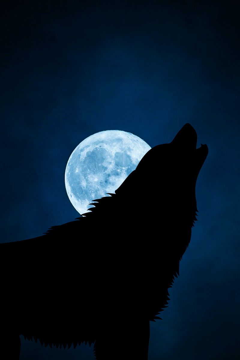 800x1200 Wallpaper wolf, silhouette, moon, night