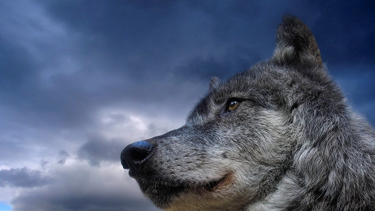 Wallpaper wolf, sky, eyes, muzzle