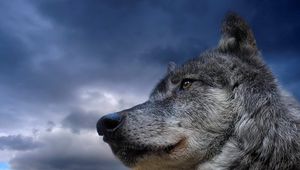 Preview wallpaper wolf, sky, eyes, muzzle