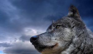 Preview wallpaper wolf, sky, eyes, muzzle