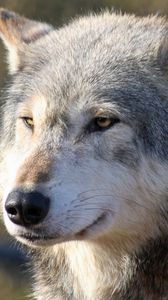 Preview wallpaper wolf, snout, predator, looks